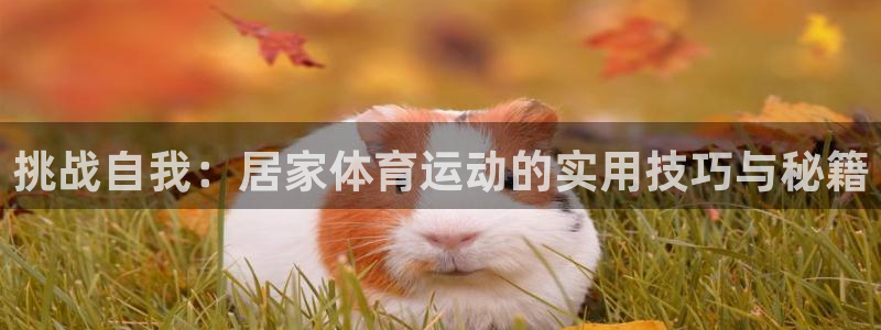 so米NBA常规赛：挑战自我：居家体育运动的实用技巧与秘籍